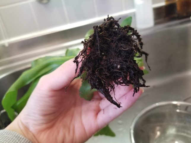 ビカクシダの根はふさふさ。