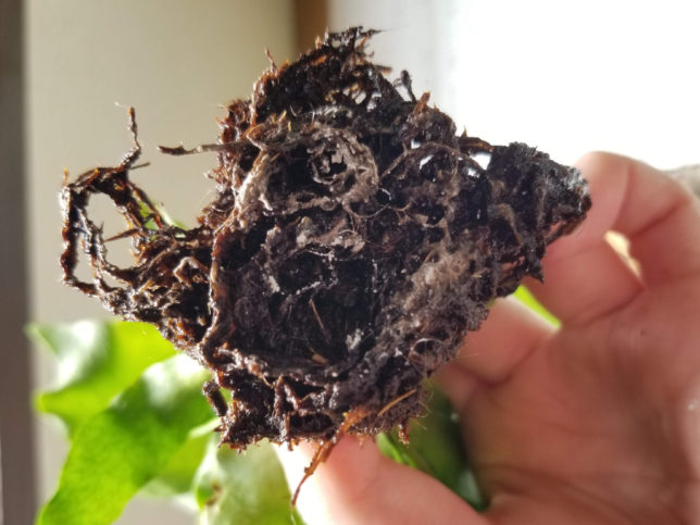 ビカクシダの根に発根促進剤をつけてみる