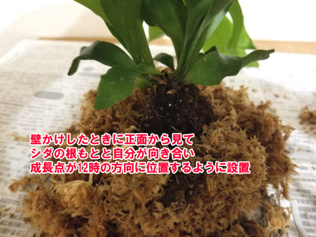 ビカクシダの成長点は12時の方向。