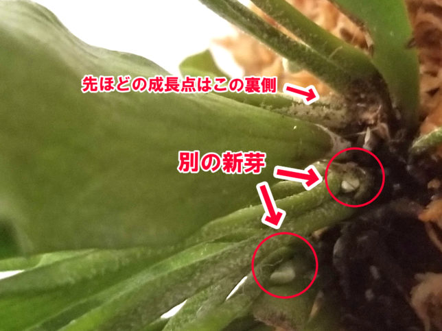 複数の株が一緒に見られるビカクシダ