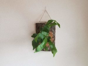 ビカクシダを初心者が板付してみた