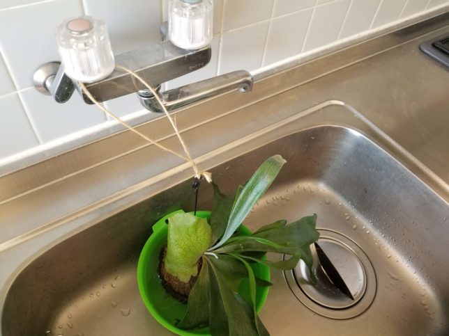 ビカクシダ、ボウルで水やり。