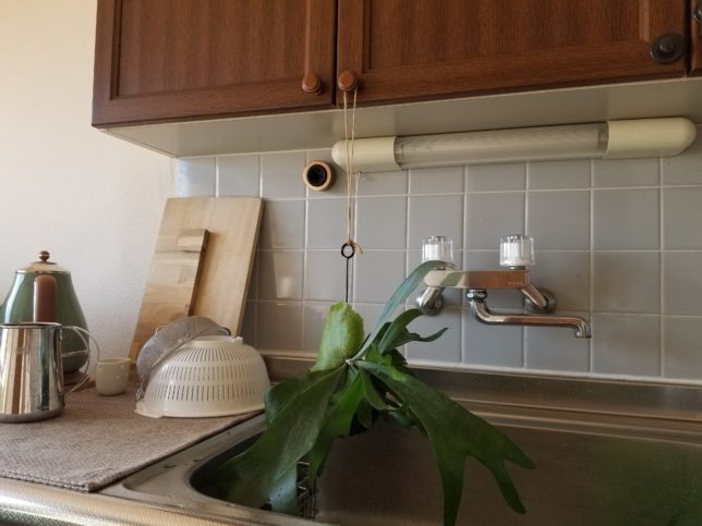 ビカクシダを干す