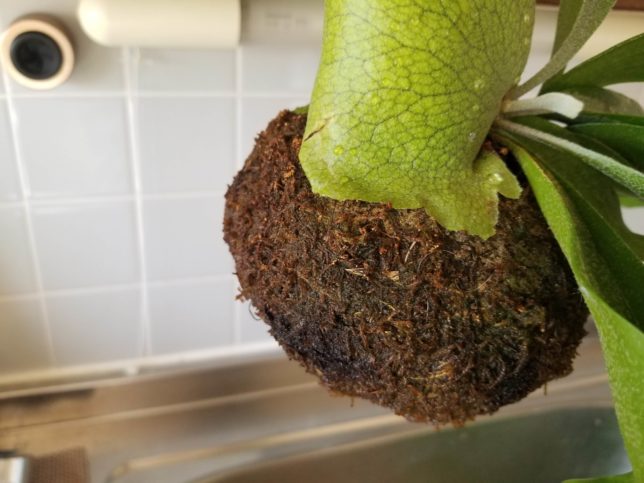 水苔の色が全体的に暗くなったら水揚げ