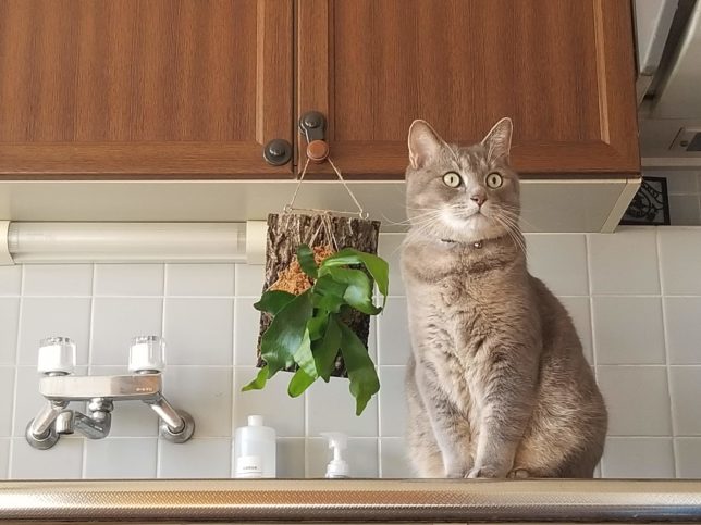 収納扉のノブは、水やり後の干す場所として便利。