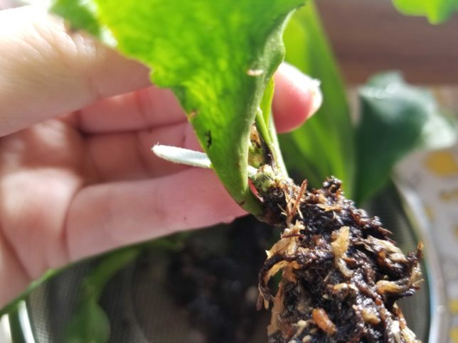 ビカクシダを株分けする際には、茎と成長点を傷つけないようにだけ気をつけます。