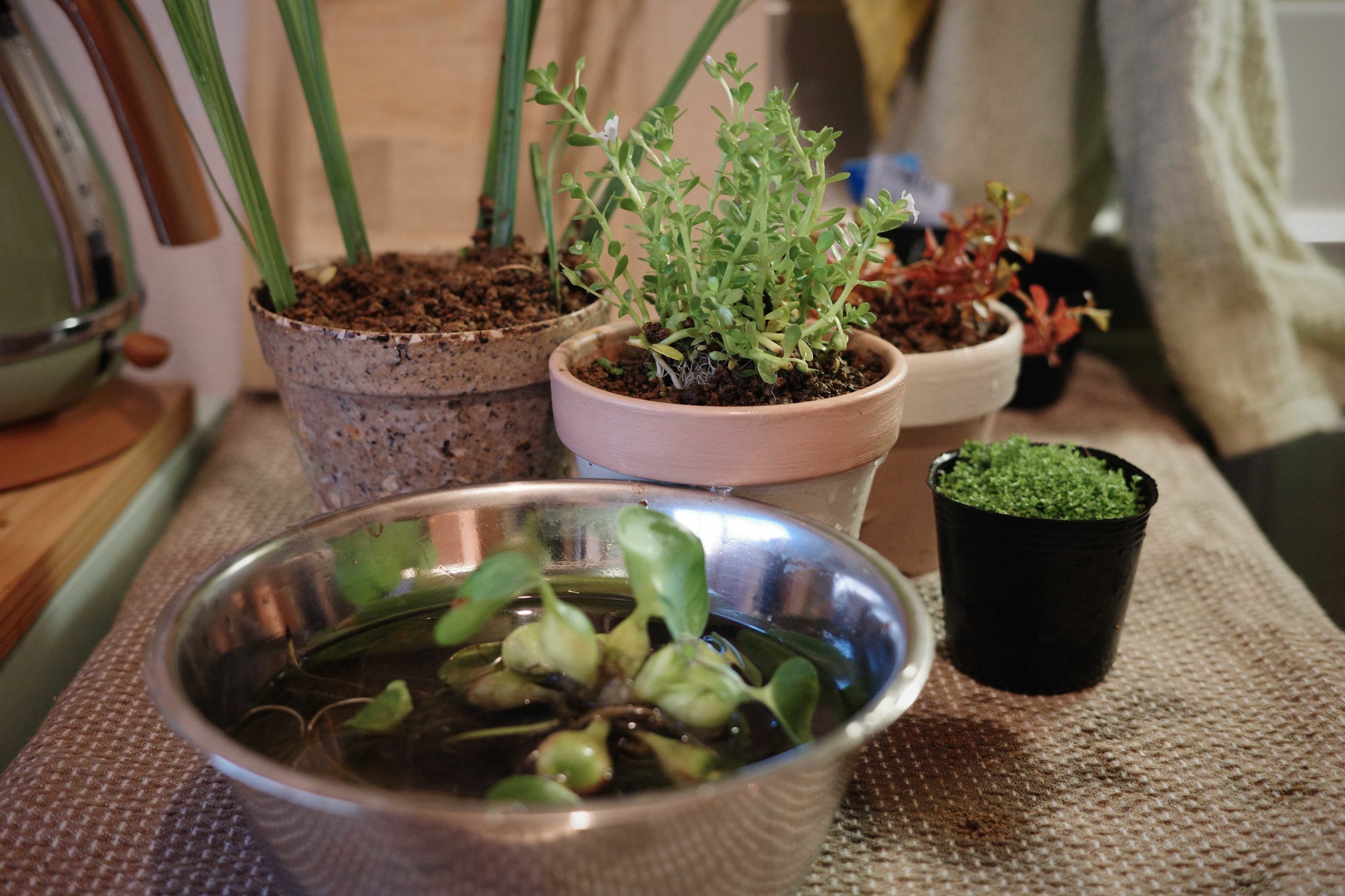 水草植え替え。