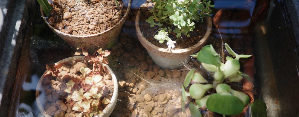 ビオトープ初心者