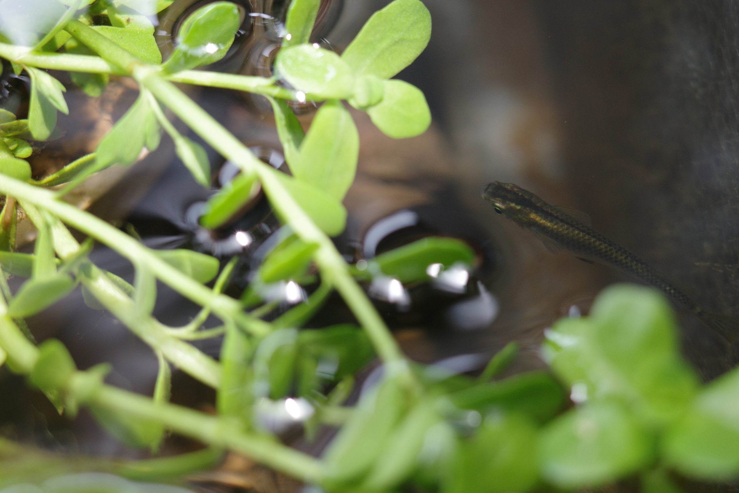 画像は黒メダカです。