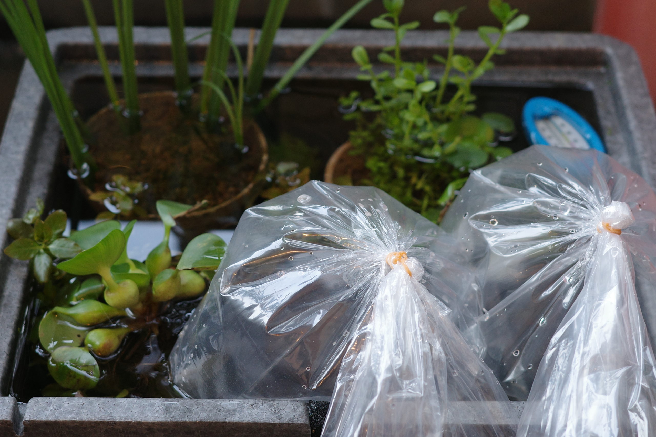 画像は黒メダカです。