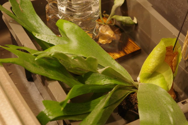 結局トロ舟使うんやなーいかーい。