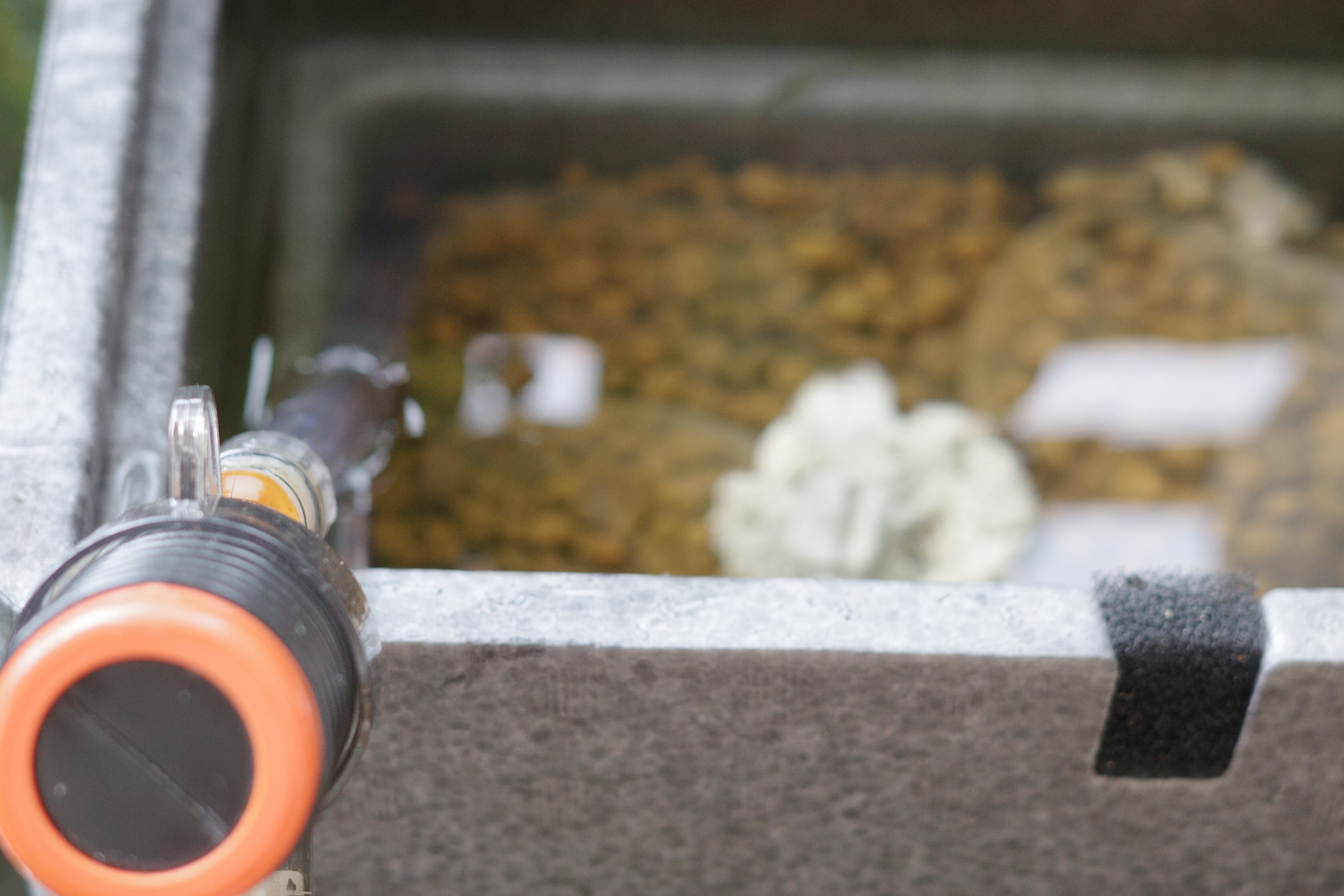 水作プロホースで3分の1くらいまで水を抜く