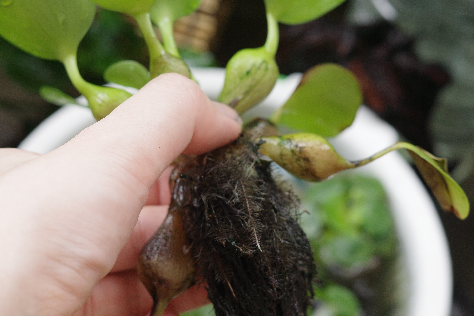 ビオトープ浮き草の手入れ