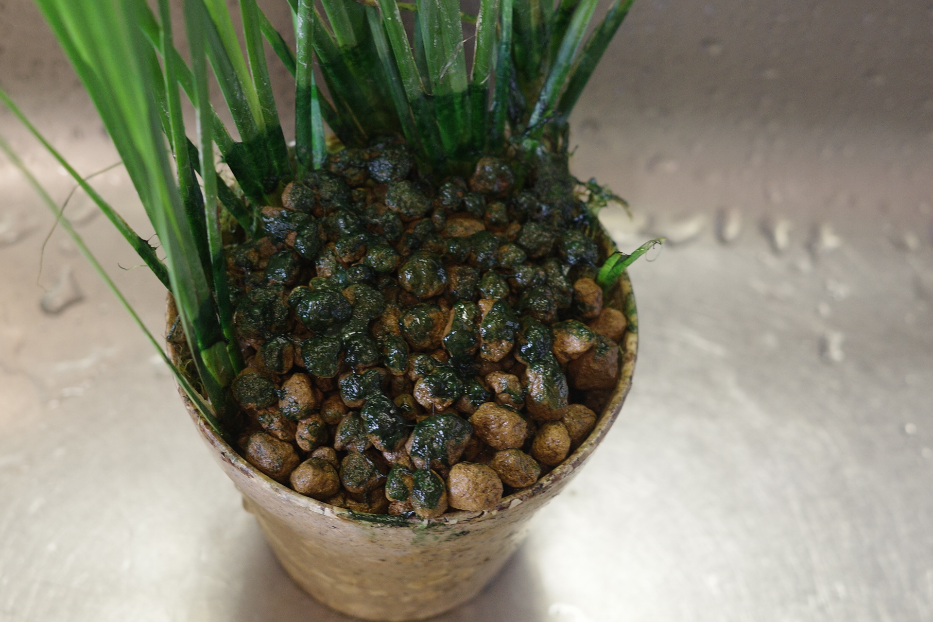 ビオトープ鉢植タイプの水草の手入れ