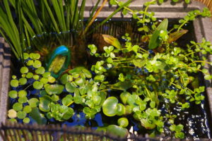 【ビオトープ】冬越し・冬支度・準備をするよ