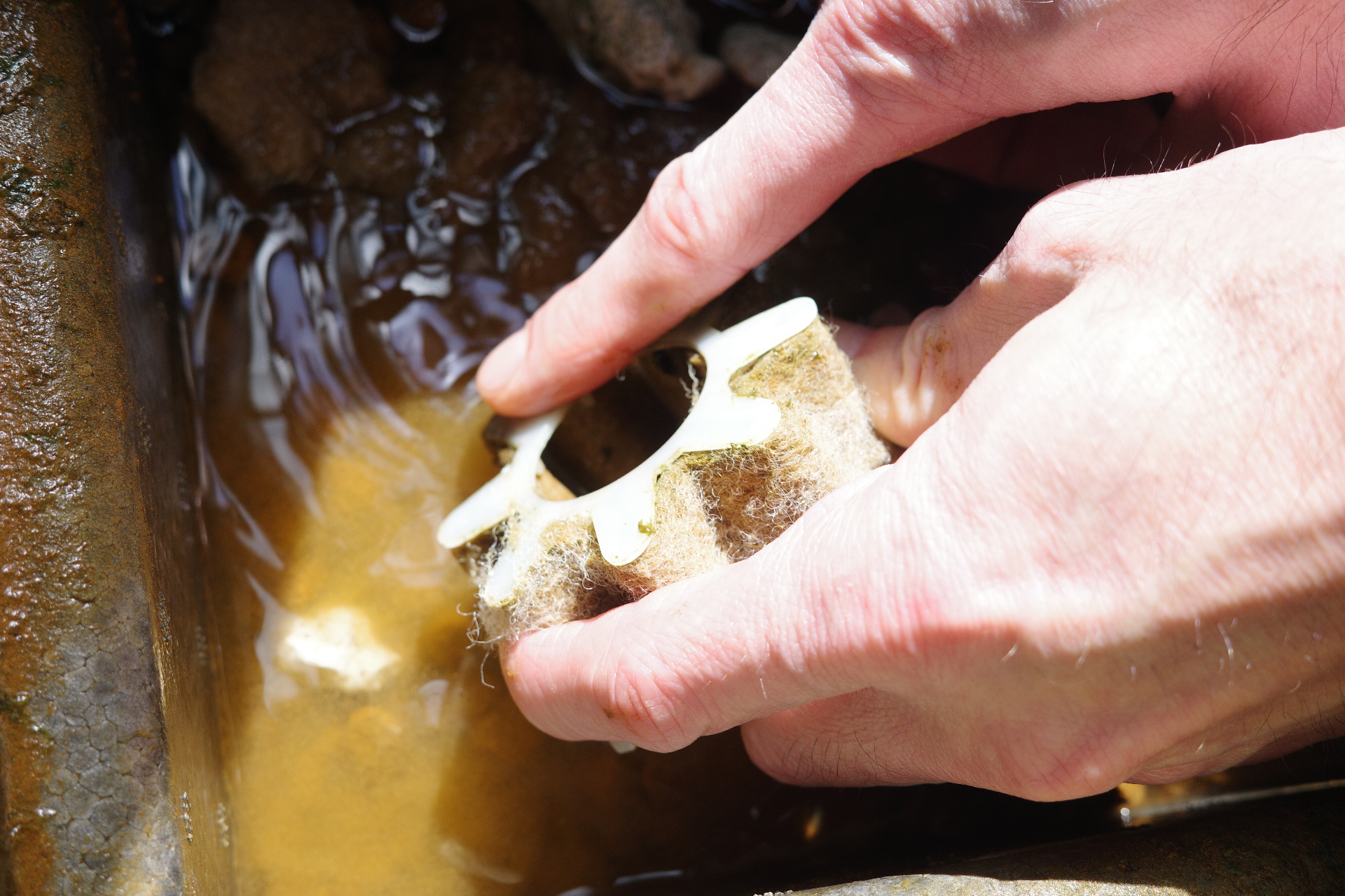 鉢の水で洗います。