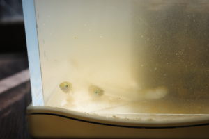 【ビオトープ】越冬後のメダカ【水換え・丸洗い編】