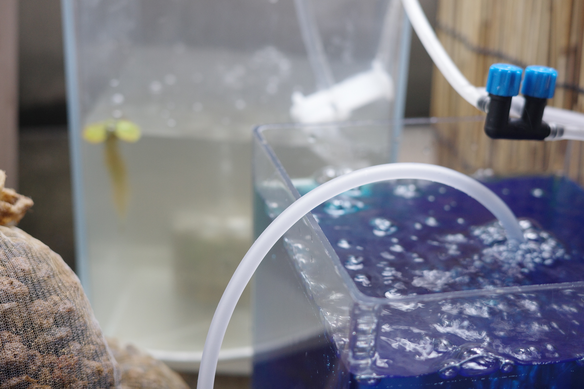 エアストーンをセットします。