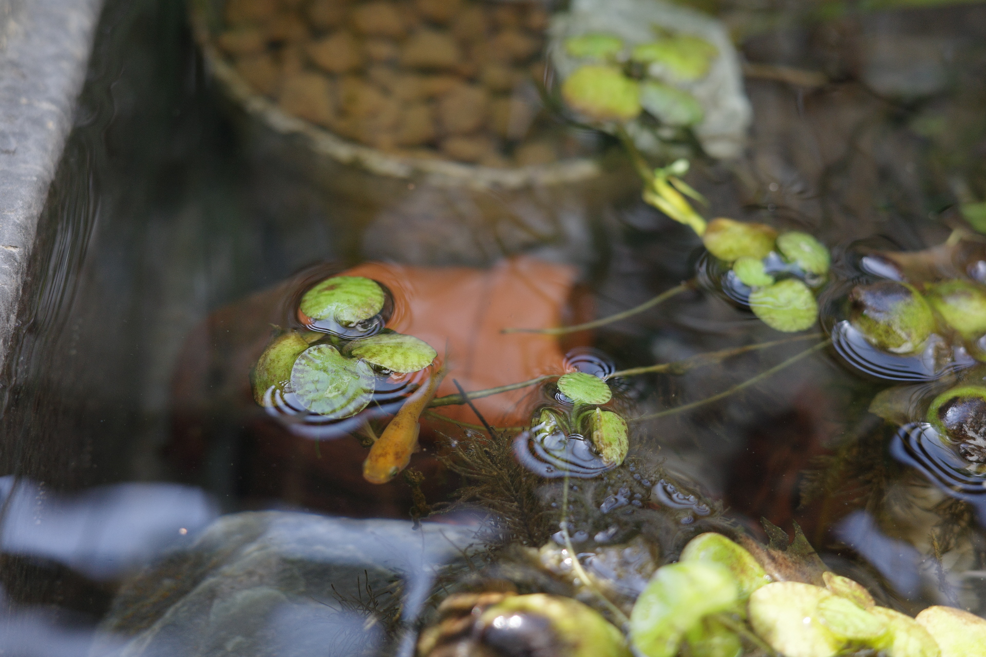 元気になったメダカ